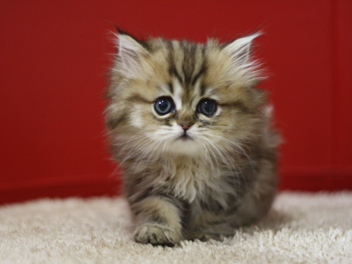 ペルシャチンチラの子猫