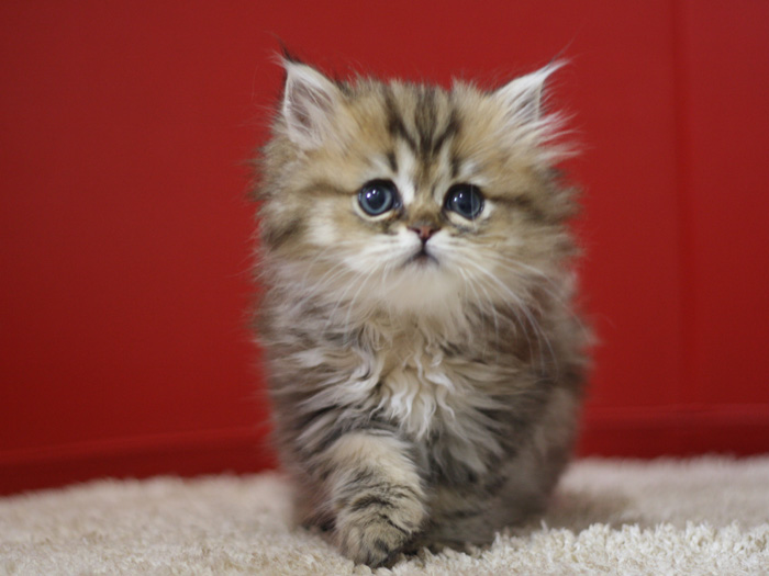 ペルシャチンチラの子猫