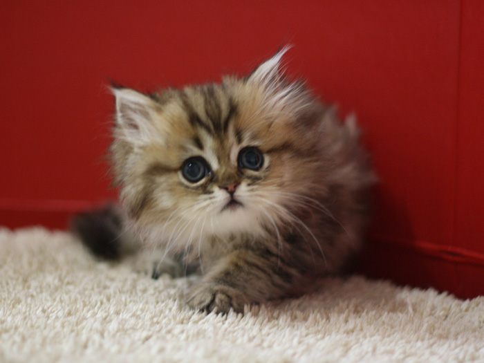 ペルシャチンチラの子猫