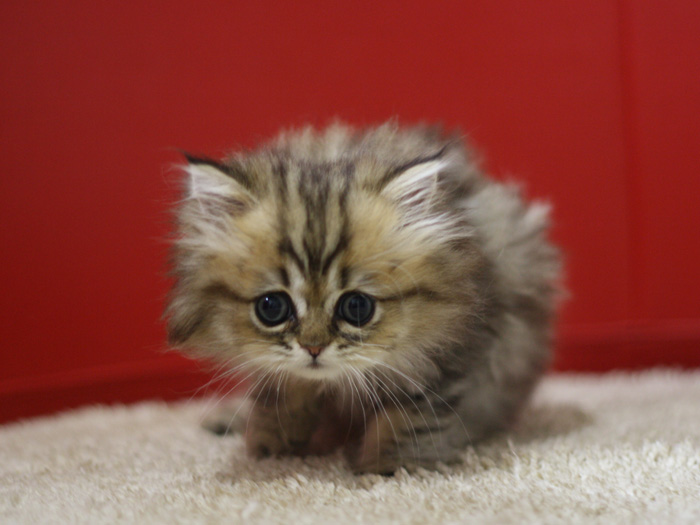 ペルシャチンチラの子猫