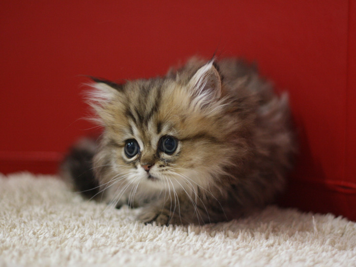 ペルシャチンチラの子猫