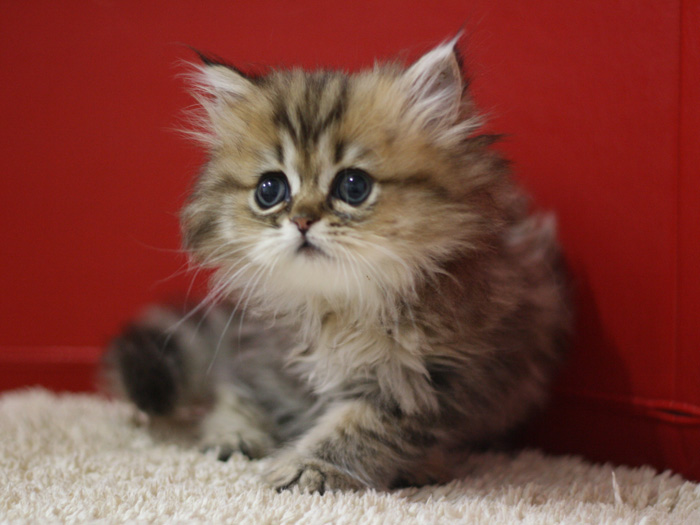 ペルシャチンチラの子猫