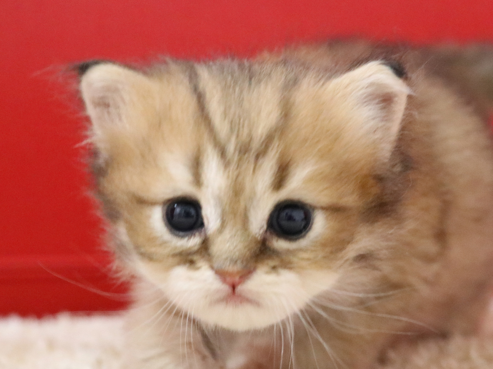 ペルシャチンチラの子猫