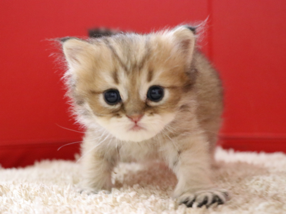 ペルシャチンチラの子猫