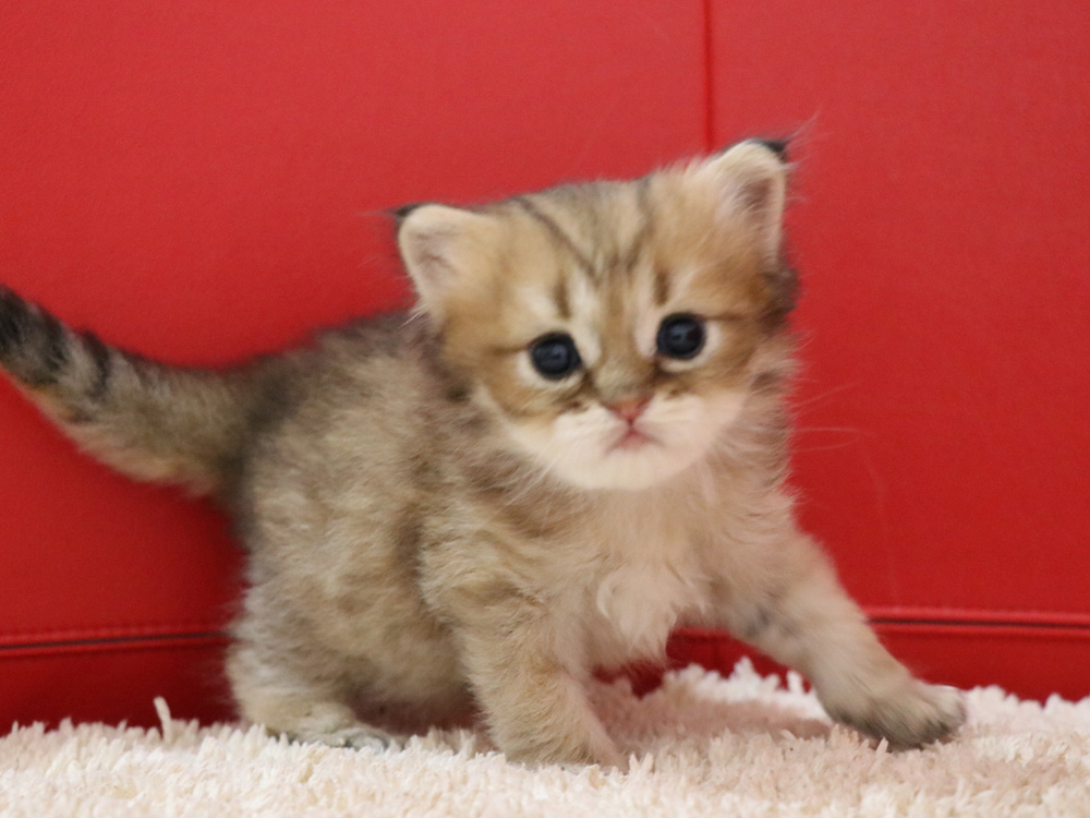 ペルシャチンチラの子猫