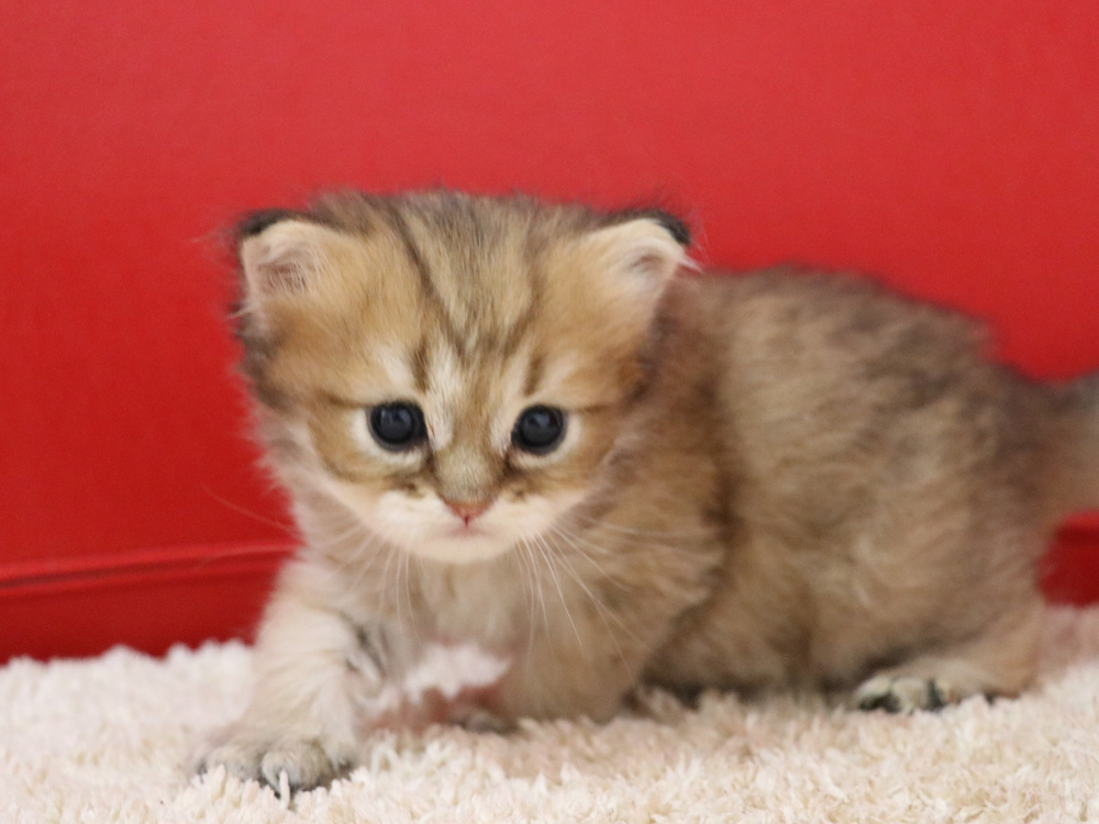 ペルシャチンチラの子猫