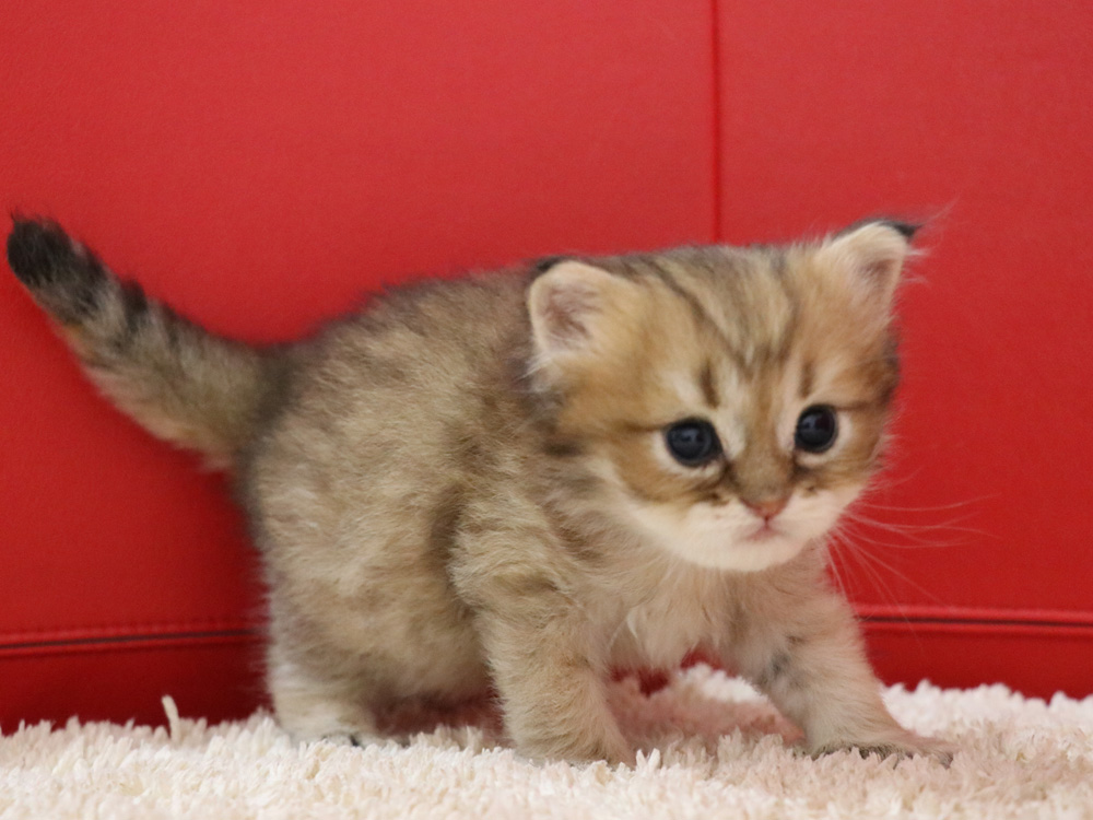 ペルシャチンチラの子猫