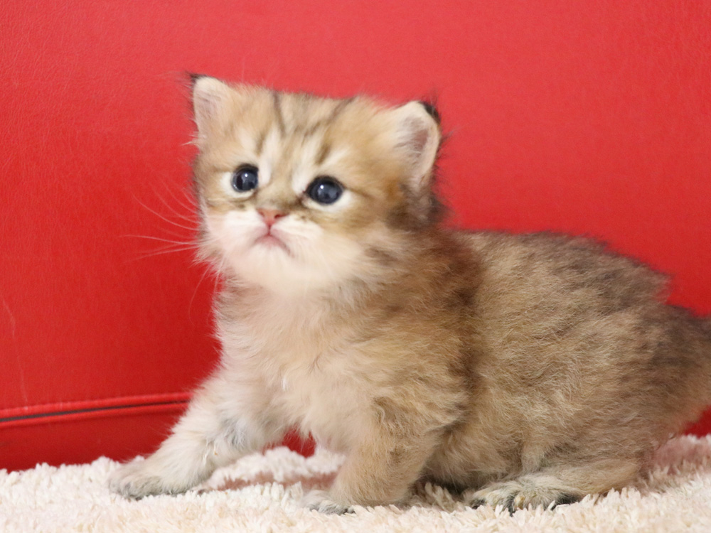 ペルシャチンチラの子猫