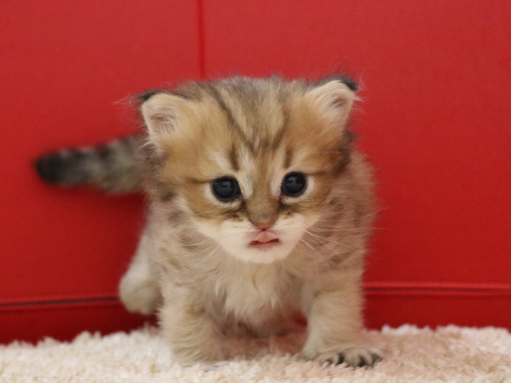 ペルシャチンチラの子猫