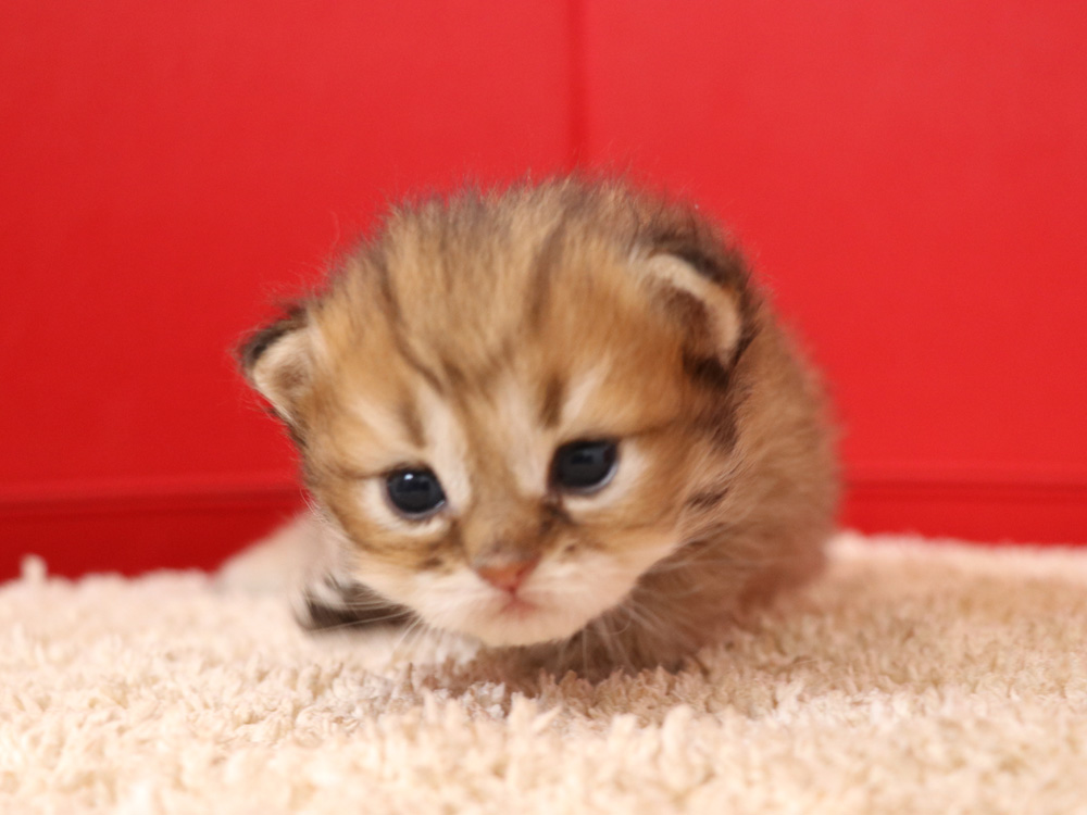ペルシャチンチラの子猫
