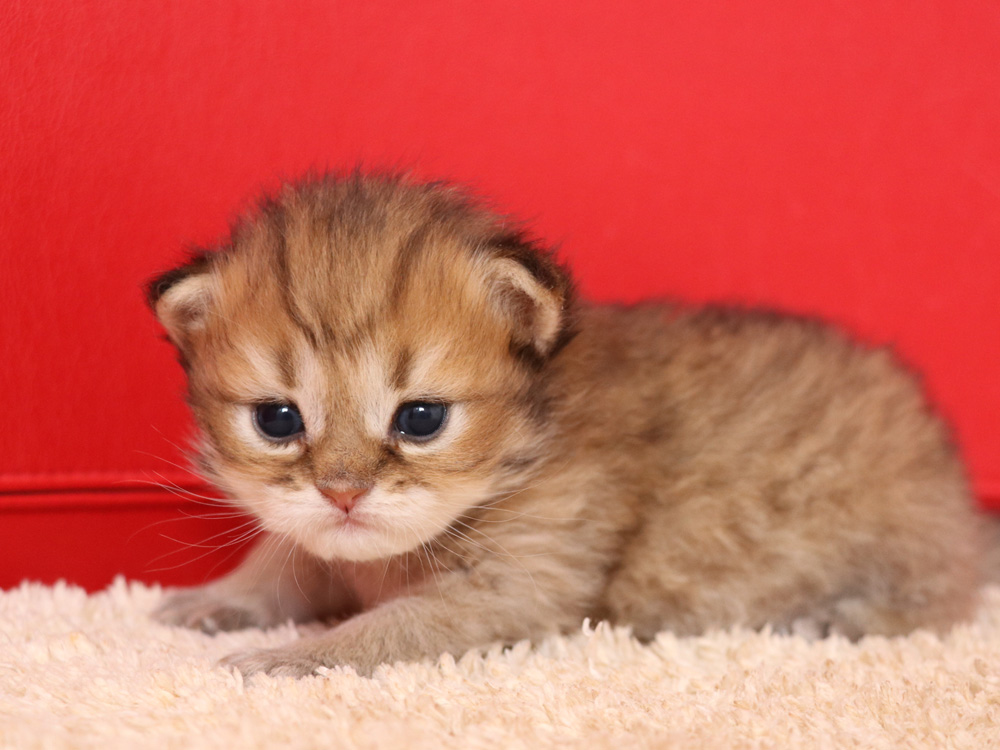 ペルシャチンチラの子猫