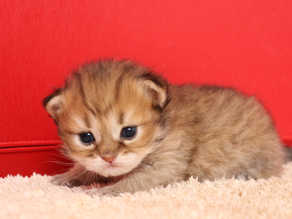 ペルシャチンチラの子猫