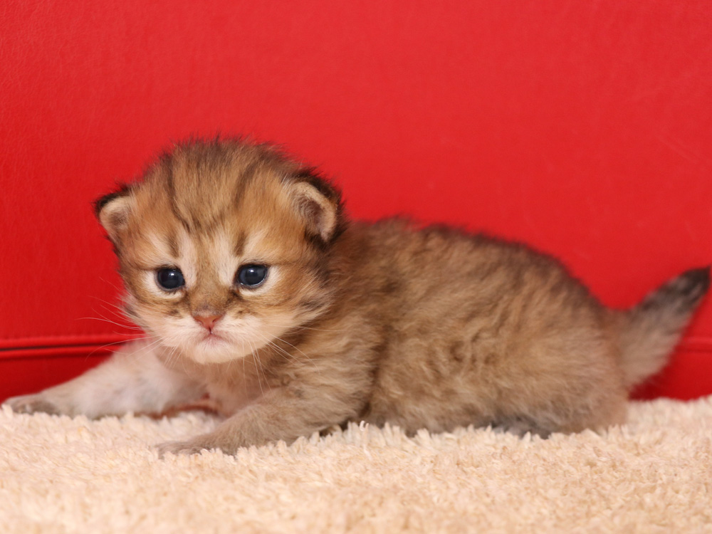 ペルシャチンチラの子猫