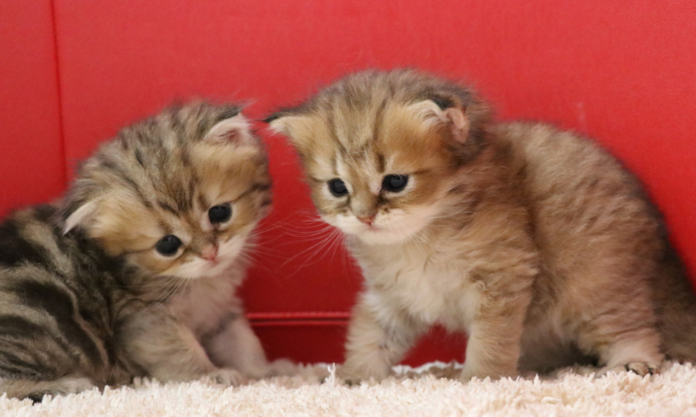 ペルシャチンチラの子猫