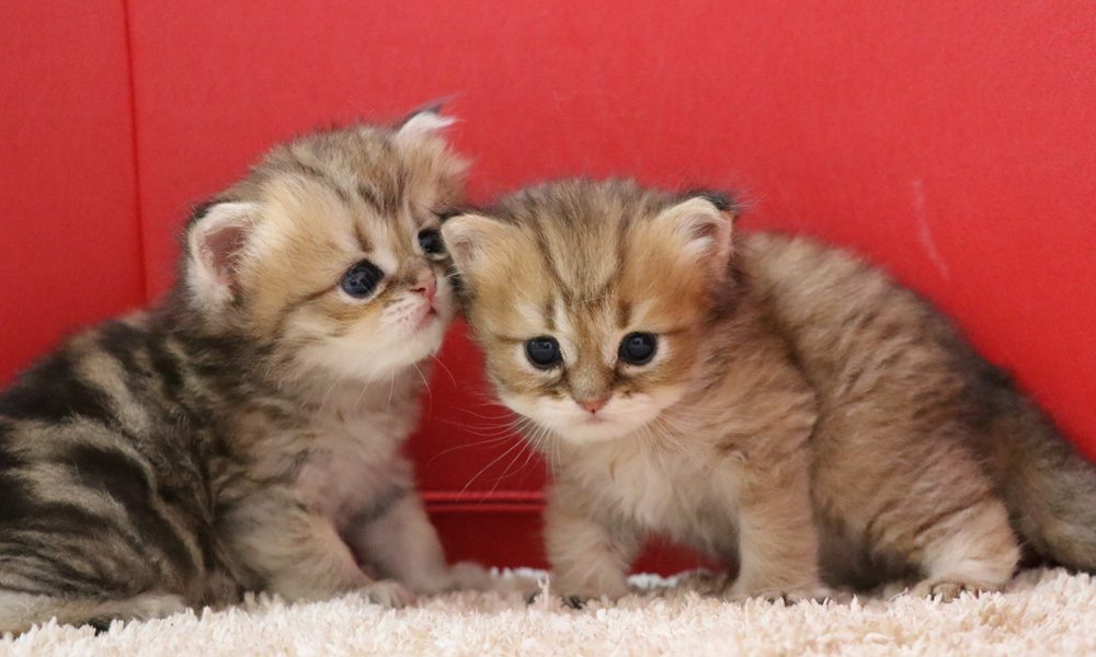 ペルシャチンチラの子猫