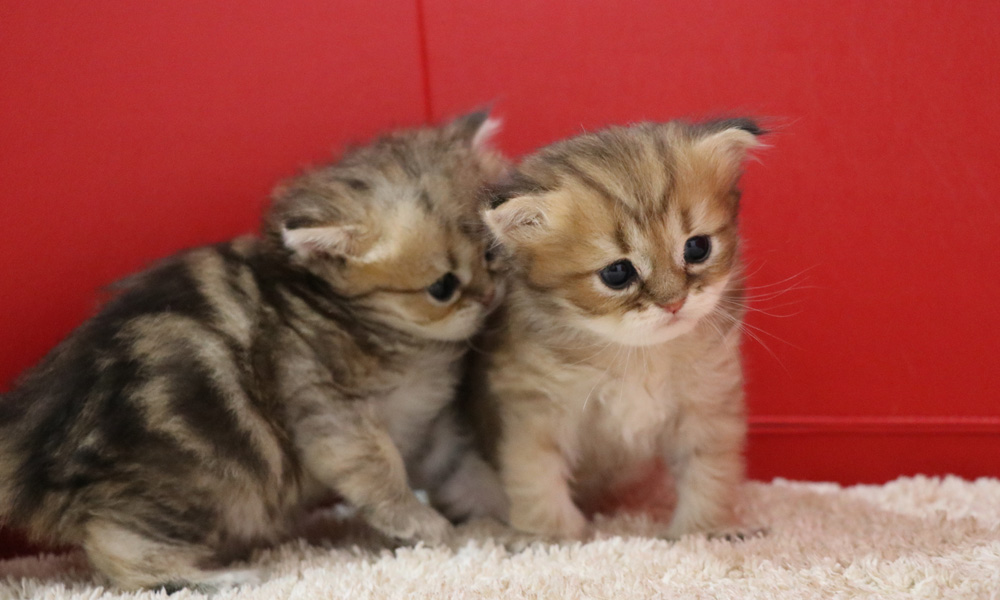 ペルシャチンチラの子猫
