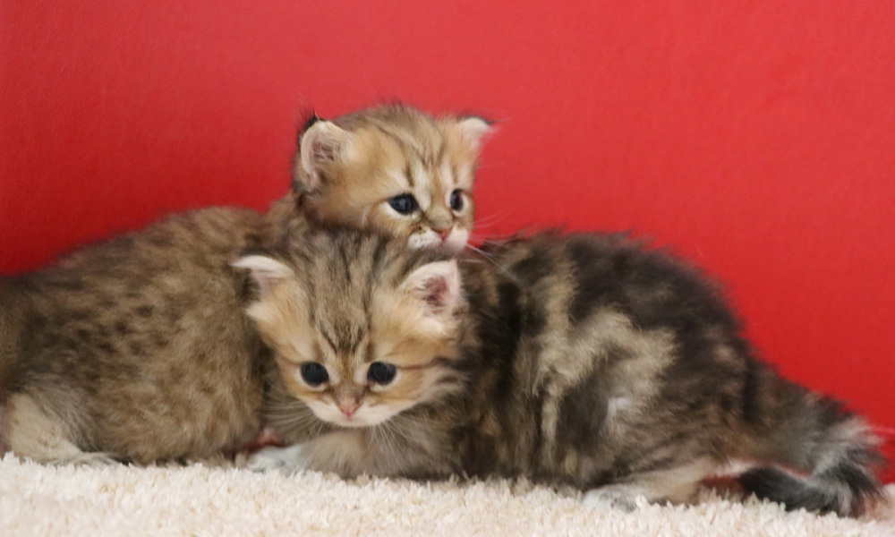 ペルシャチンチラの子猫