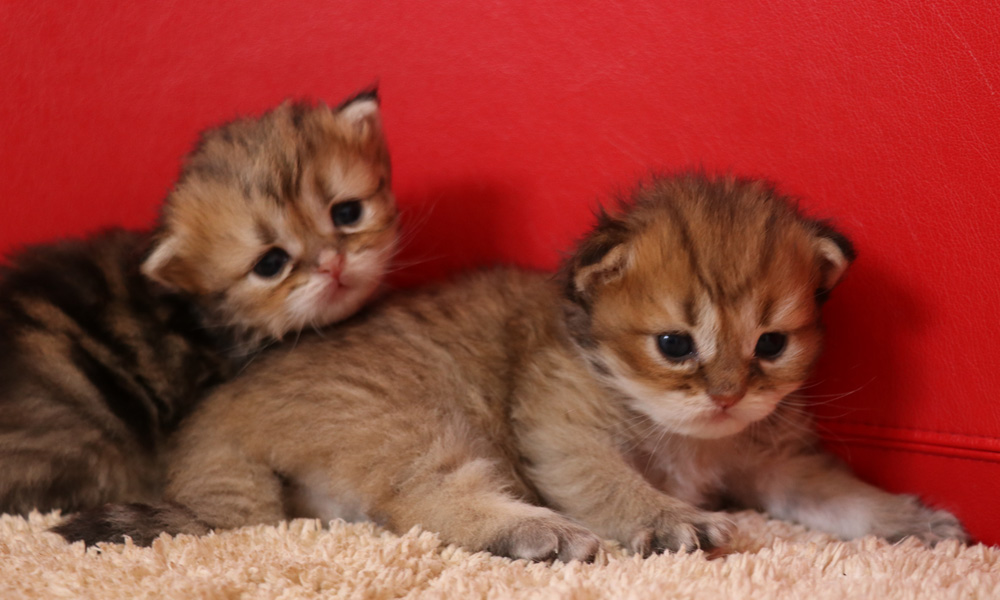 ペルシャチンチラの子猫