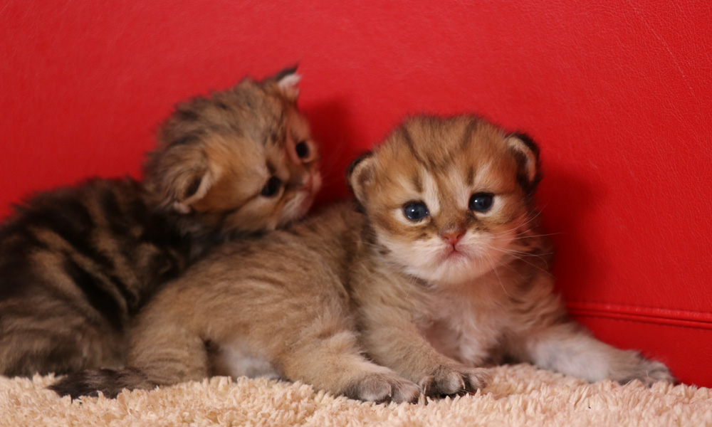 ペルシャチンチラの子猫