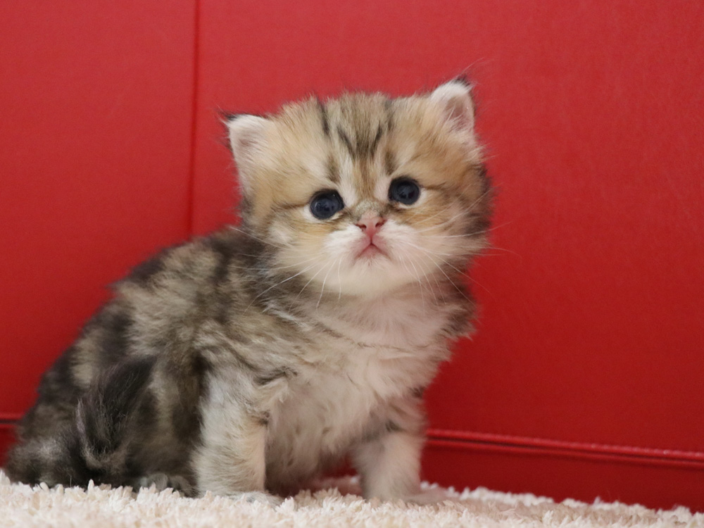ペルシャチンチラの子猫