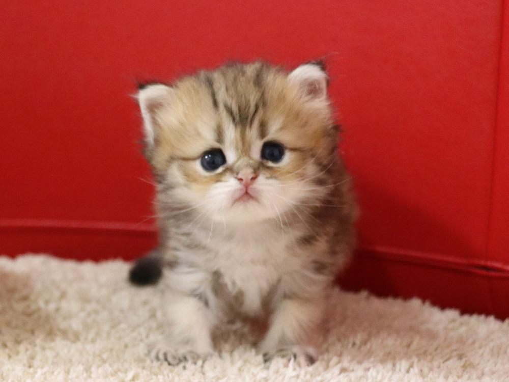 ペルシャチンチラの子猫