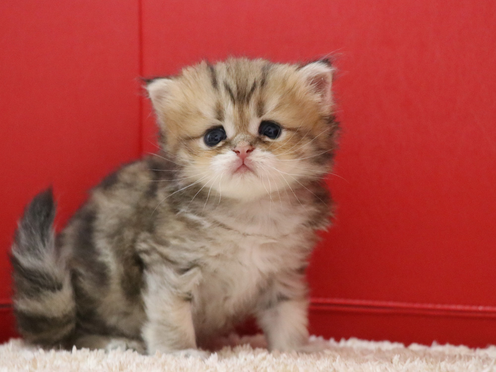 ペルシャチンチラの子猫