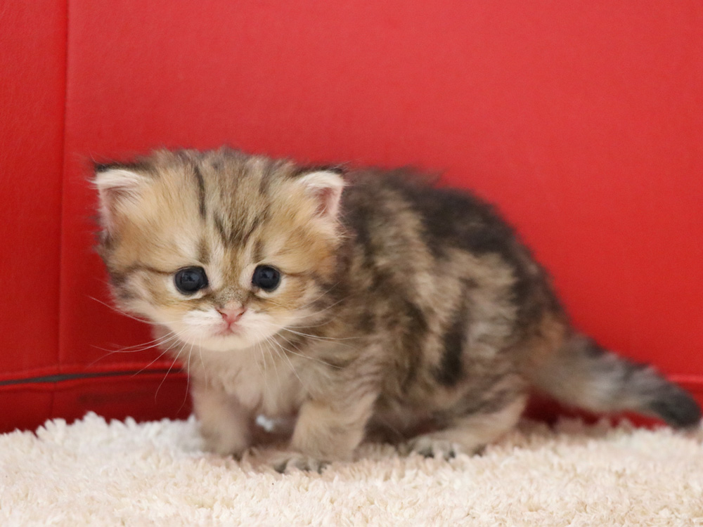 ペルシャチンチラの子猫