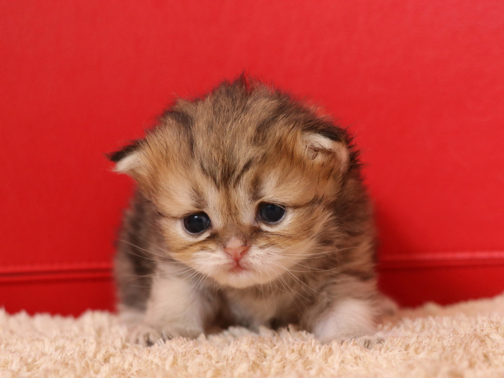 ペルシャチンチラの子猫