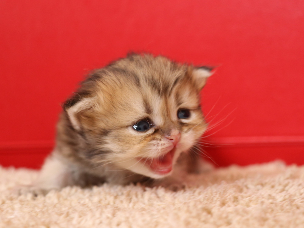 ペルシャチンチラの子猫