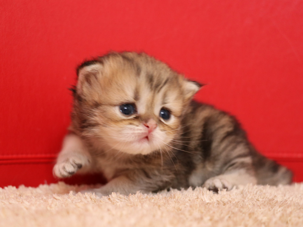 ペルシャチンチラの子猫
