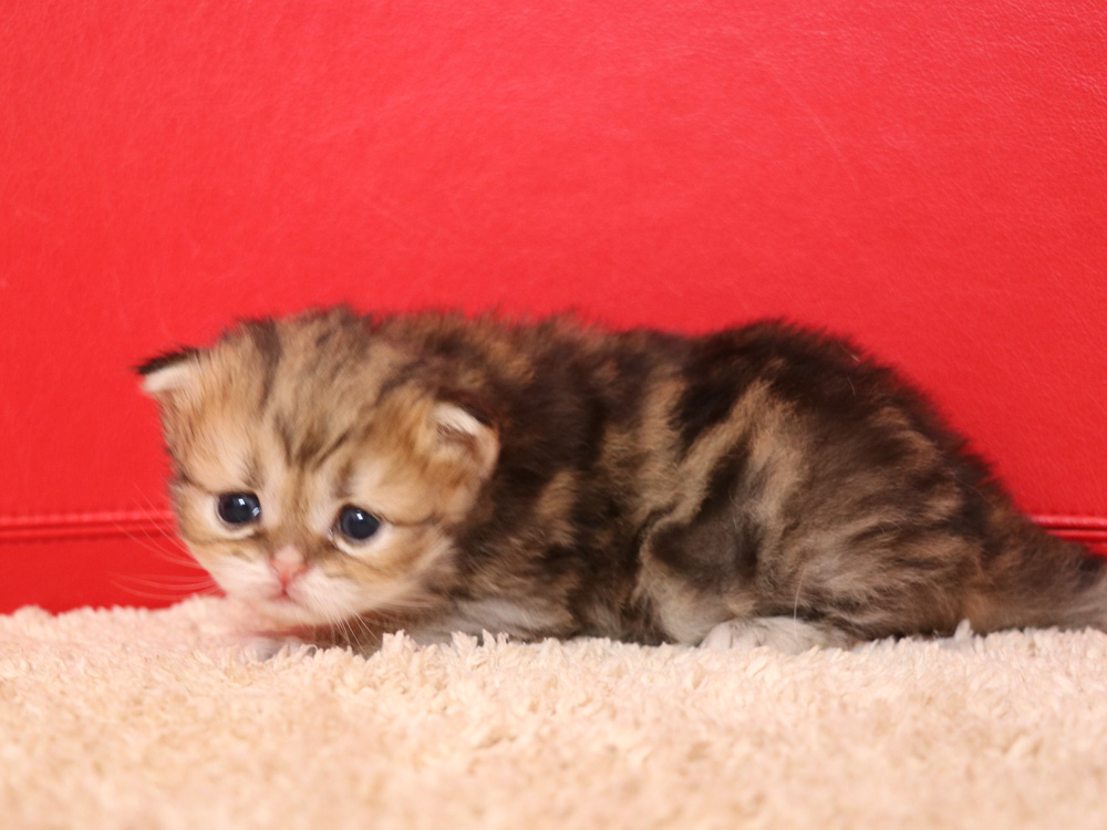 ペルシャチンチラの子猫