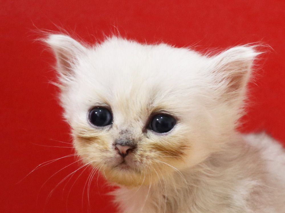 ペルシャチンチラの子猫