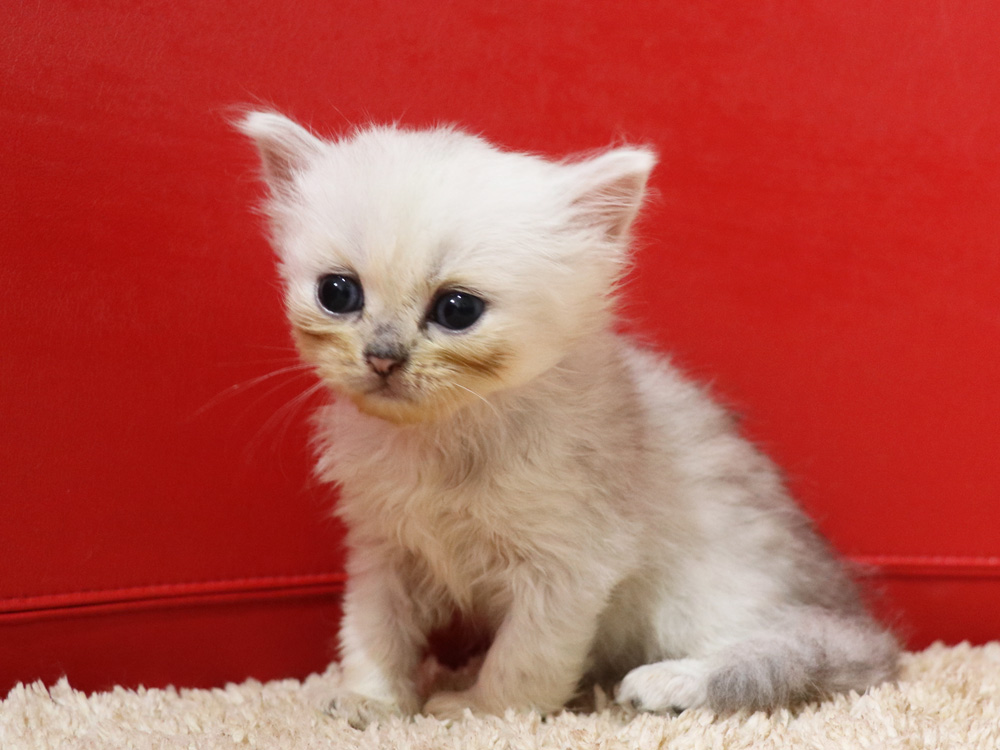 ペルシャチンチラの子猫