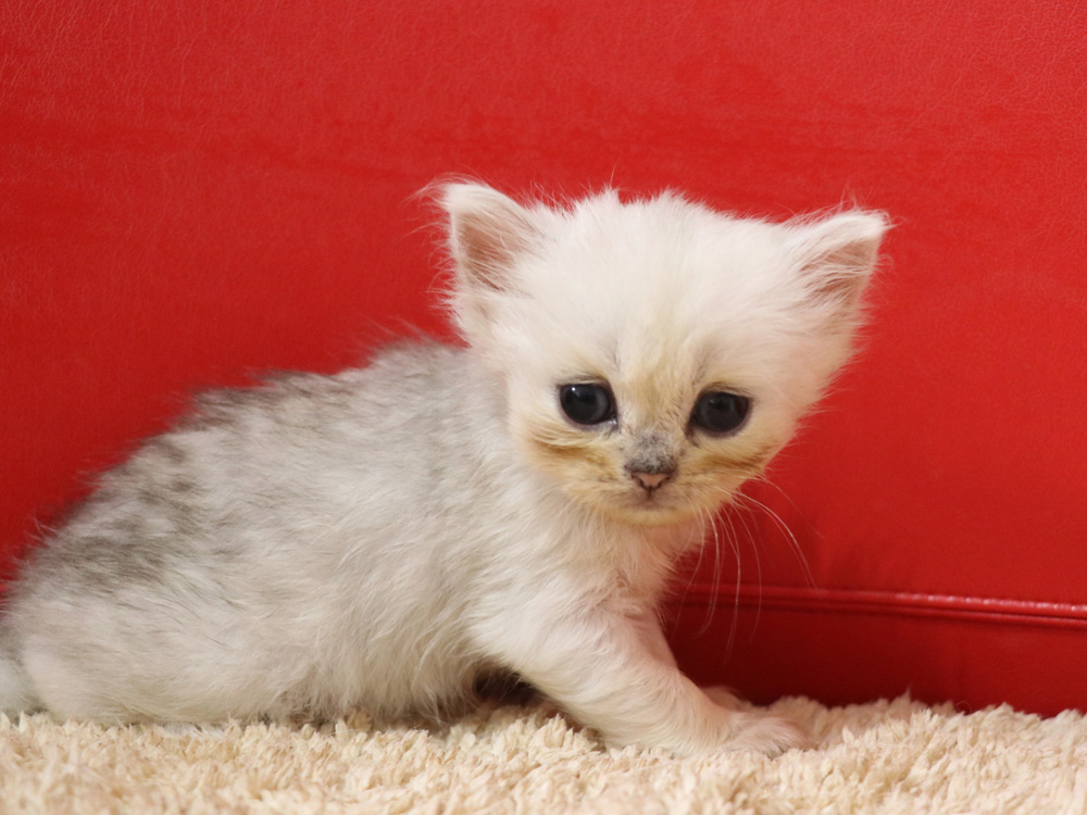 ペルシャチンチラの子猫