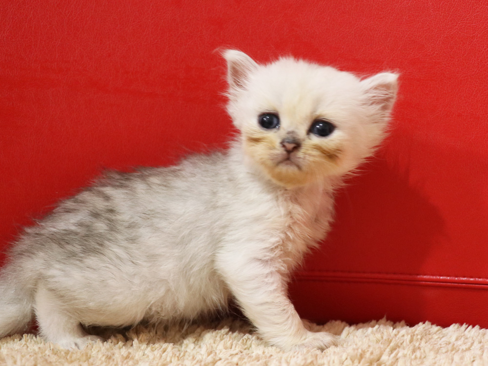 ペルシャチンチラの子猫
