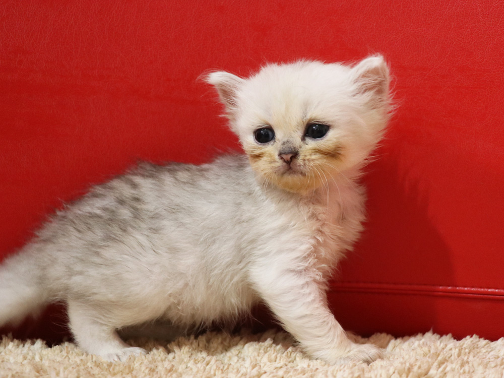 ペルシャチンチラの子猫