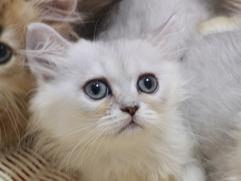 ペルシャチンチラの子猫