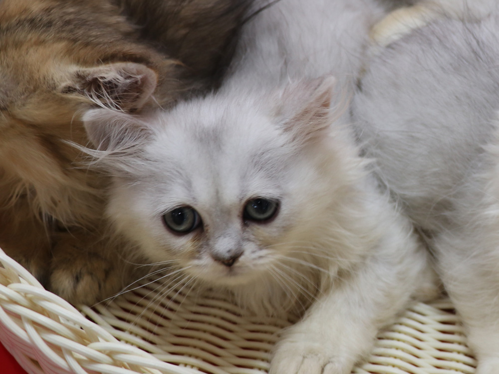 ペルシャチンチラの子猫