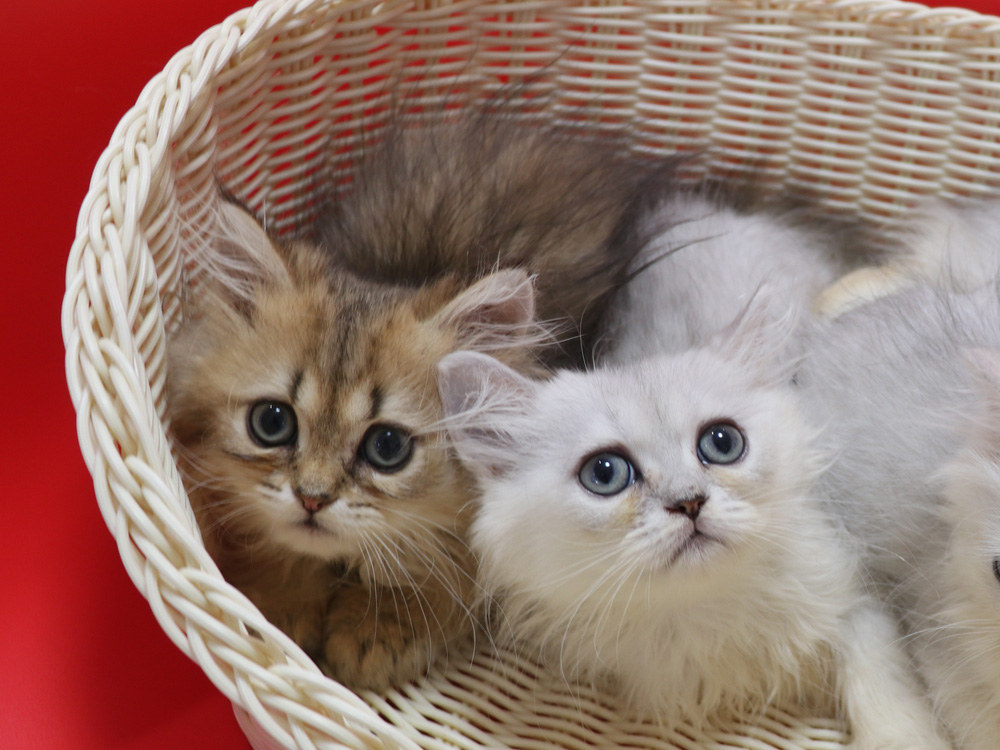 ペルシャチンチラの子猫