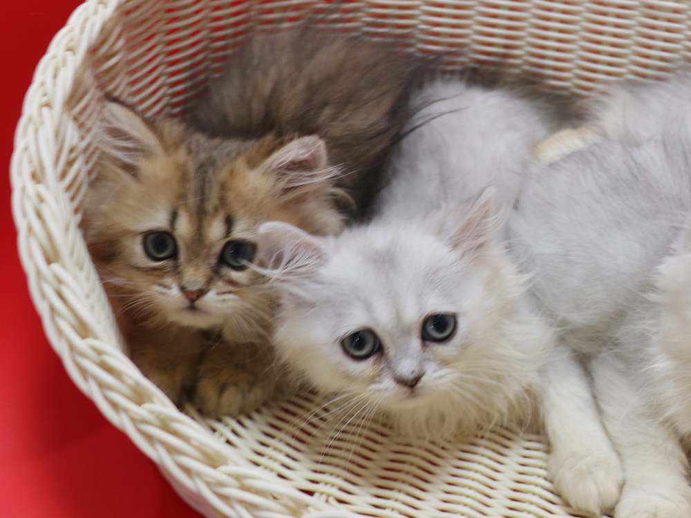 ペルシャチンチラの子猫