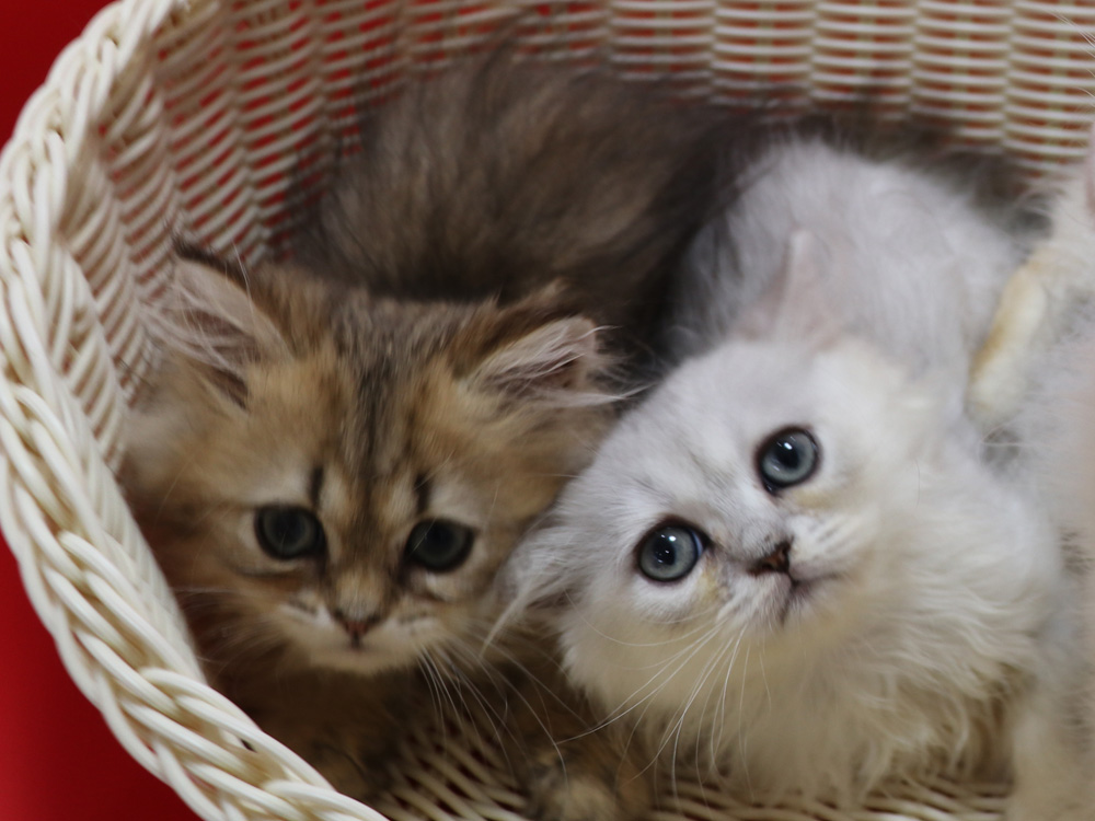 ペルシャチンチラの子猫