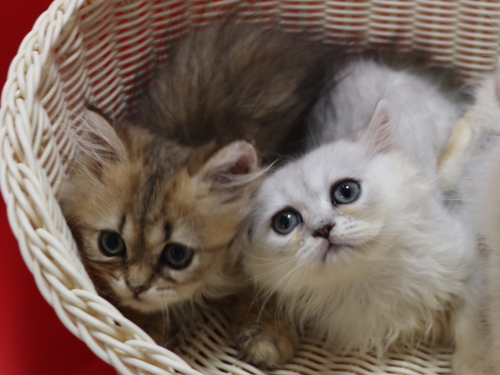 ペルシャチンチラの子猫