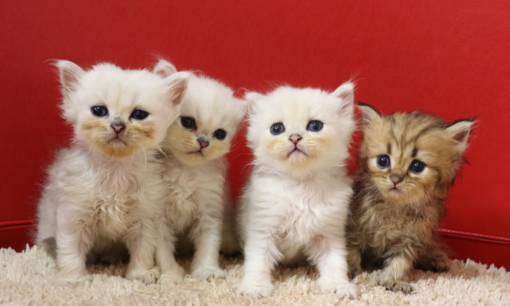 ペルシャチンチラの子猫