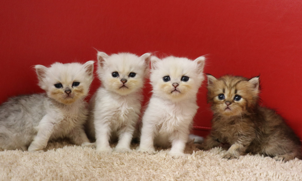 ペルシャチンチラの子猫