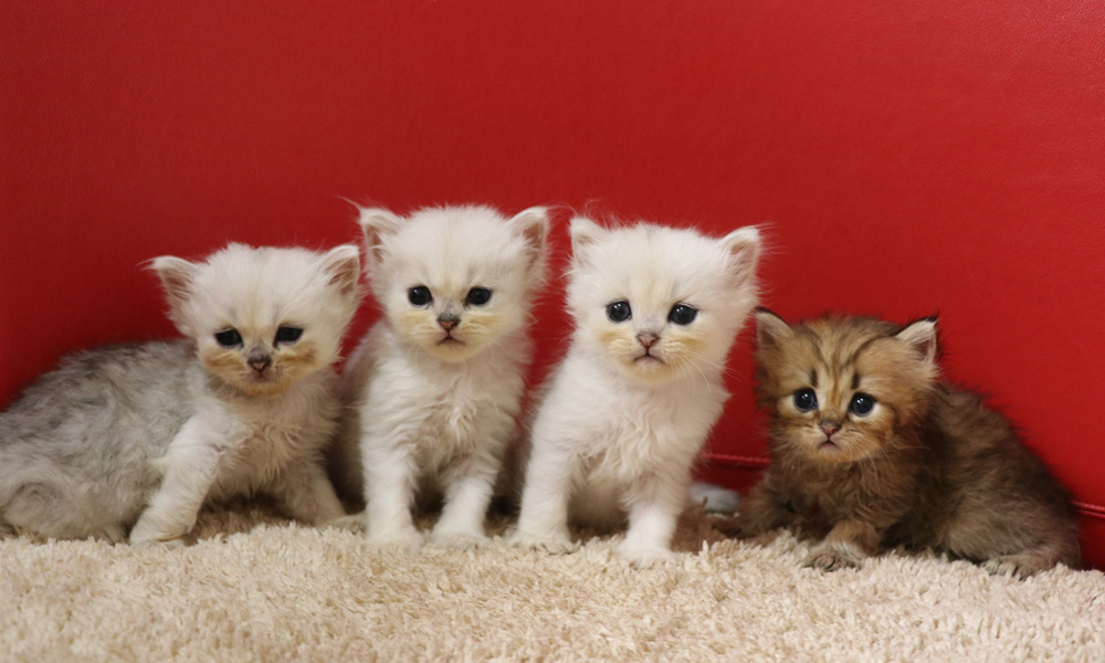 ペルシャチンチラの子猫
