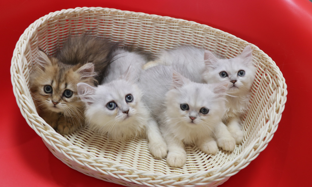 ペルシャチンチラの子猫