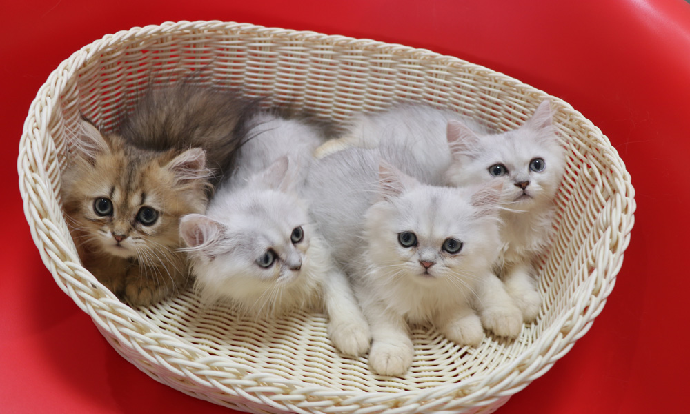 ペルシャチンチラの子猫