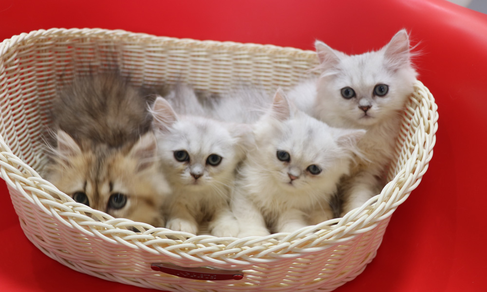 ペルシャチンチラの子猫