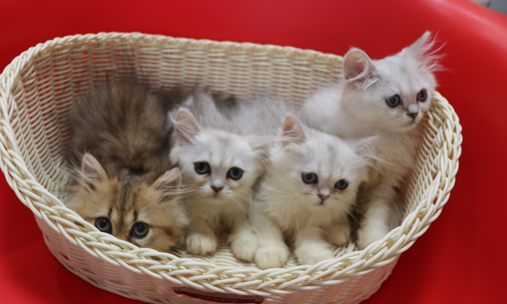 ペルシャチンチラの子猫