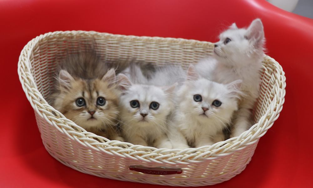 ペルシャチンチラの子猫